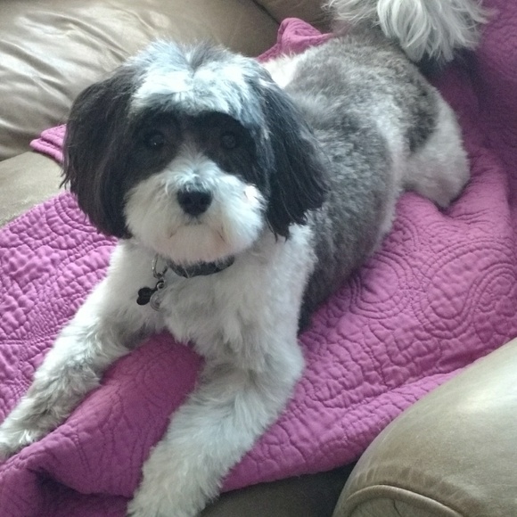 Model Maltipoo - Picture 1 of 1